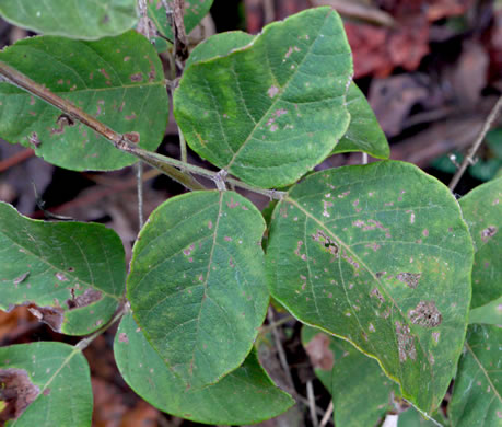 image of Desmodium viridiflorum, Velvety Tick-trefoil, Velvety Tick-clover