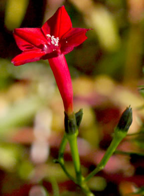 image of Ipomoea quamoclit, Cypress-vine