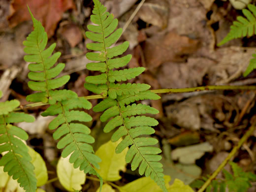 image of Dryopteris marginalis, Marginal Woodfern, Marginal Shield-fern