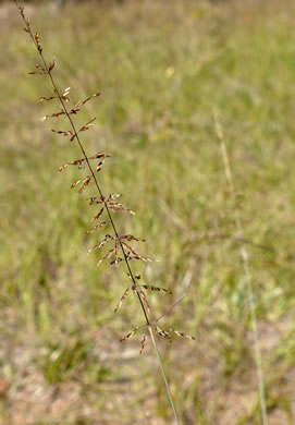 panicle