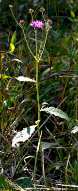 image of Vernonia acaulis, Stemless Ironweed, Carolina Ironweed, Flatwoods Ironweed