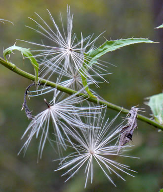 image of Cirsium altissimum, Tall Thistle