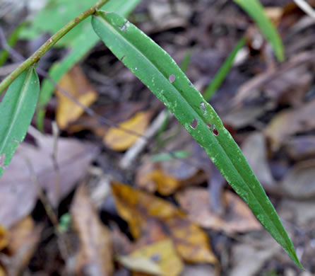 image of Symphyotrichum retroflexum, Curtis's Aster, Rigid Whitetop Aster