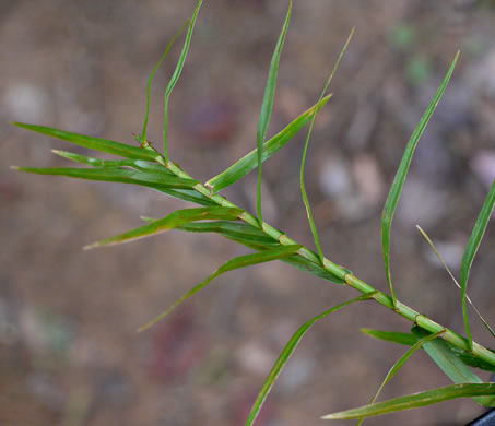 image of Dulichium arundinaceum var. arundinaceum, Threeway Sedge