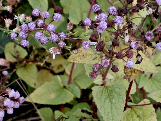 image of Conoclinium coelestinum, Mistflower, Wild Ageratum, Hardy Ageratum