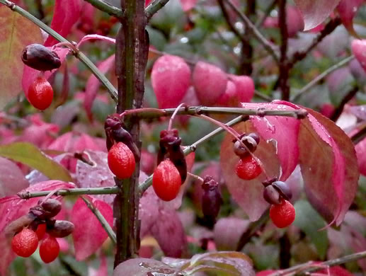 image of Euonymus alatus, Burning-bush, Winged Euonymus, Winged Wahoo