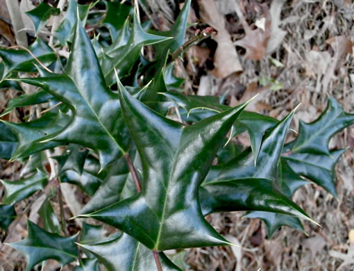 image of Ilex cornuta, Chinese Holly, Burford Holly