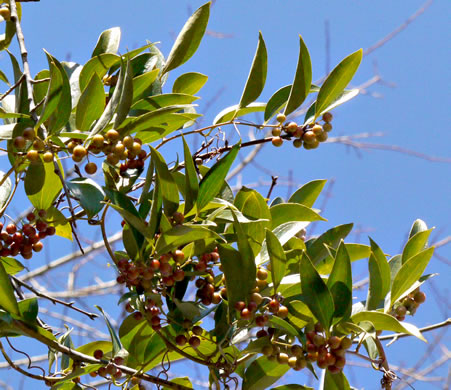 image of Smilax smallii, Jackson-brier, Unarmed Catbrier, Sweet-scented Smilax