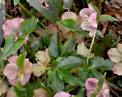 image of Helleborus viridis, Lenten-rose, Green Hellebore, Christmas-rose