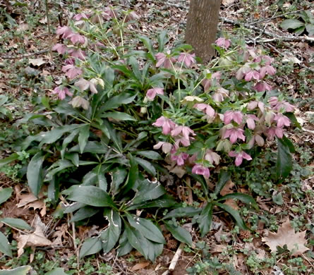 image of Helleborus viridis, Lenten-rose, Green Hellebore, Christmas-rose