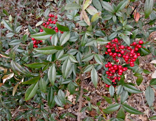 image of Nandina domestica, Nandina, Heavenly-bamboo, Sacred-bamboo