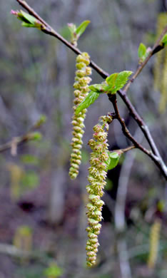 catkin