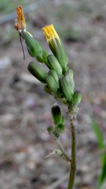 image of Youngia japonica, Asiatic Hawksbeard, Youngia, Japanese Crepis, Oriental False Hawksbeard