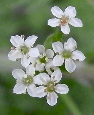 Chaerophyllum tainturieri, Southern Chervil, Wild Chervil, Hairyfruit Chervil