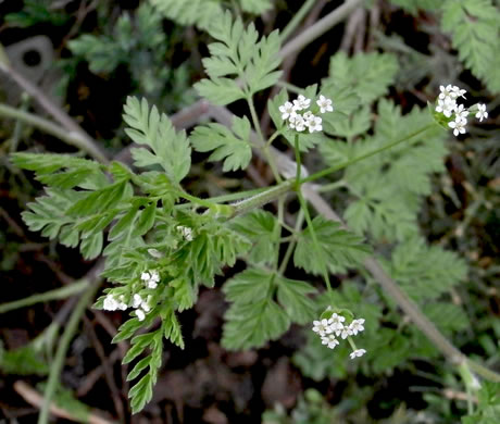 Chaerophyllum tainturieri, Southern Chervil, Wild Chervil, Hairyfruit Chervil