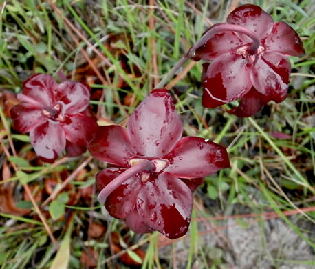 image of Sarracenia psittacina, Parrot Pitcherplant