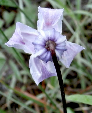 image of Clematis crispa, Southern Leatherflower, Marsh Clematis, Swamp Leatherflower, Blue Jasmine