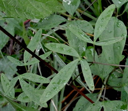 image of Clematis crispa, Southern Leatherflower, Marsh Clematis, Swamp Leatherflower, Blue Jasmine