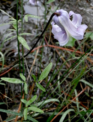 image of Clematis crispa, Southern Leatherflower, Marsh Clematis, Swamp Leatherflower, Blue Jasmine