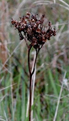 image of Lachnanthes caroliniana, Carolina Redroot