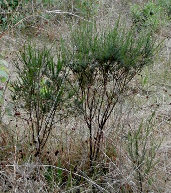 image of Hypericum fasciculatum, Peelbark St. Johnswort