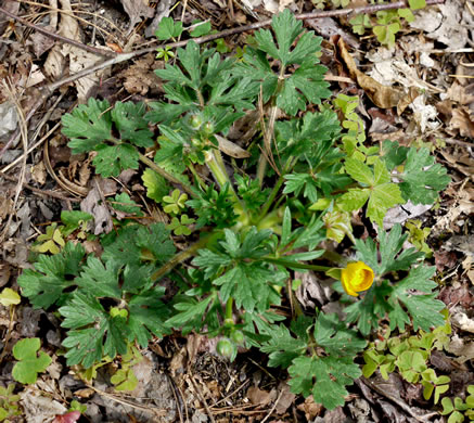 image of Ranunculus bulbosus, Bulbous Buttercup