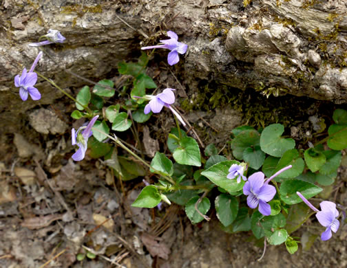 image of Viola rostrata, Longspur Violet