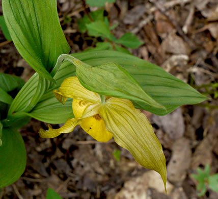 image of Cypripedium parviflorum var. pubescens, Large Yellow Lady's Slipper