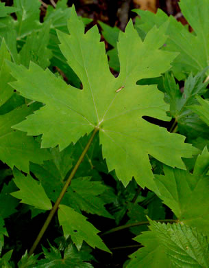 image of Hydrophyllum canadense, Mapleleaf Waterleaf, Broadleaf Waterleaf, Canada Waterleaf, Bluntleaf Waterleaf