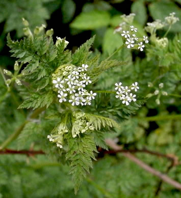 Anthriscus caucalis, Bur Chervil, Bur-parsley