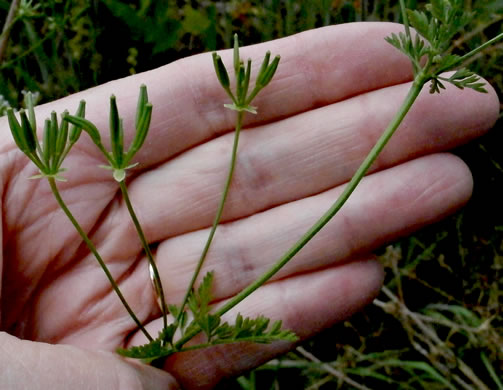 Chaerophyllum tainturieri, Southern Chervil, Wild Chervil, Hairyfruit Chervil