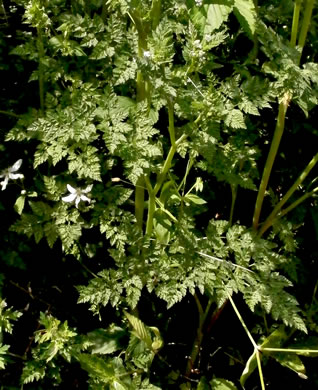 image of Anthriscus caucalis, Bur Chervil, Bur-parsley