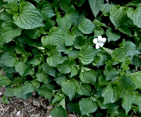 image of Viola striata, Pale Violet, Creamy Violet, Striped Cream Violet