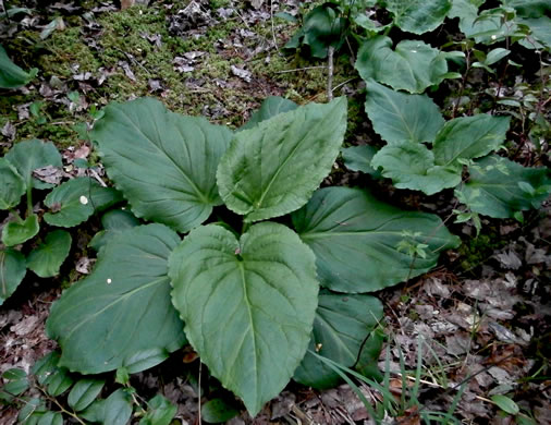 image of Symplocarpus foetidus, Skunk Cabbage