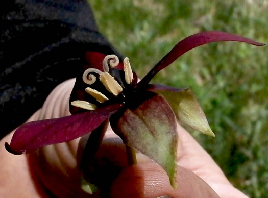 image of Trillium erectum, Red Trillium, Purple Trillium, Stinking Willie, Stinking Benjamin