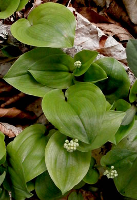 image of Maianthemum canadense, Canada Mayflower, "False Lily-of-the-valley", "Wild Lily-of-the-valley"