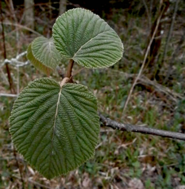 image of Viburnum lantanoides, Witch Hobble, Moosewood, Hobblebush, Tangle-legs