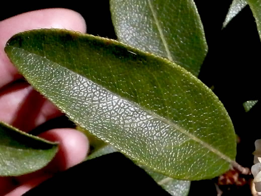 image of Pieris floribunda, Evergreen Mountain Fetterbush, Mountain Andromeda