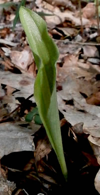 image of Cypripedium acaule, Pink Lady's Slipper, Mocassin Flower