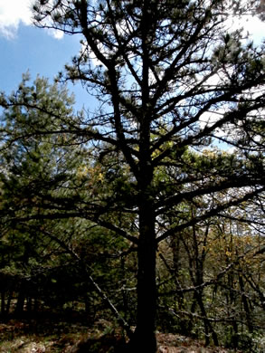 image of Pinus rigida, Pitch Pine