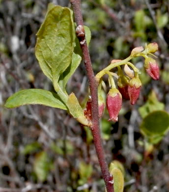 image of Gaylussacia baccata, Black Huckleberry, Crackleberry