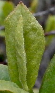 image of Gaylussacia baccata, Black Huckleberry, Crackleberry