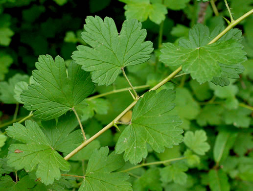 image of Ribes rotundifolium, Roundleaf Gooseberry, Appalachian Gooseberry