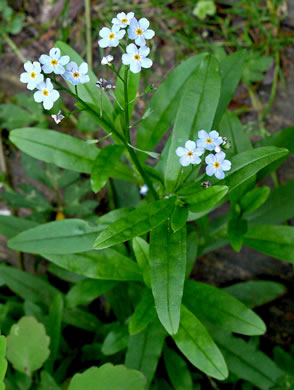 image of Myosotis laxa ssp. laxa, Smaller Forget-me-not, Marsh Forget-me-not, Tufted Forget-me-not