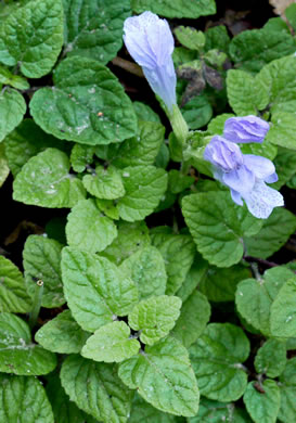 image of Meehania cordata, Meehania, Meehan's Mint