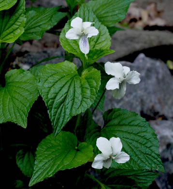 image of Viola striata, Pale Violet, Creamy Violet, Striped Cream Violet