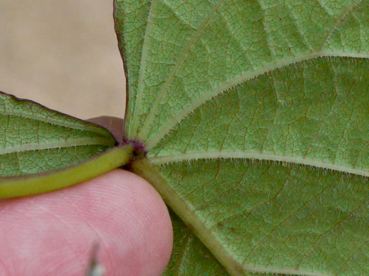 image of Ipomoea pandurata, Manroot, Wild Potato Vine, Man-of-the-earth, Wild Sweet Potato