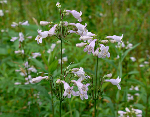 image of Penstemon australis, Downy Beardtongue, Sandhill Beardtongue, Southern Beardtongue, Southeastern Beardtongue