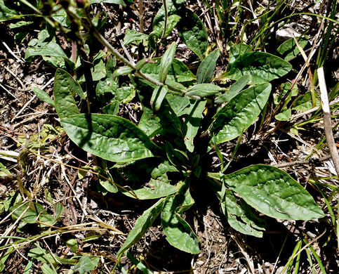 image of Penstemon australis, Downy Beardtongue, Sandhill Beardtongue, Southern Beardtongue, Southeastern Beardtongue