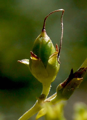 image of Penstemon smallii, Small's Beardtongue, Blue Ridge Beardtongue